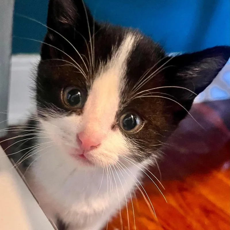 Winston Whiskers