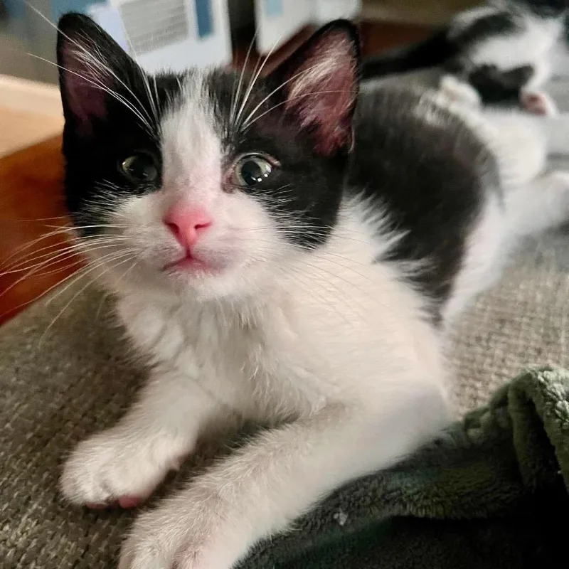 Winston Whiskers thumbnail 2