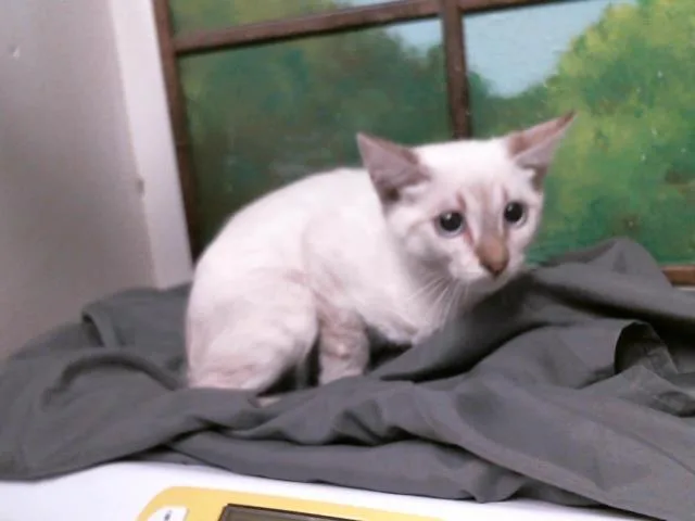 A baby small-sized male Siamese cat named A for adoption in Houston, TX