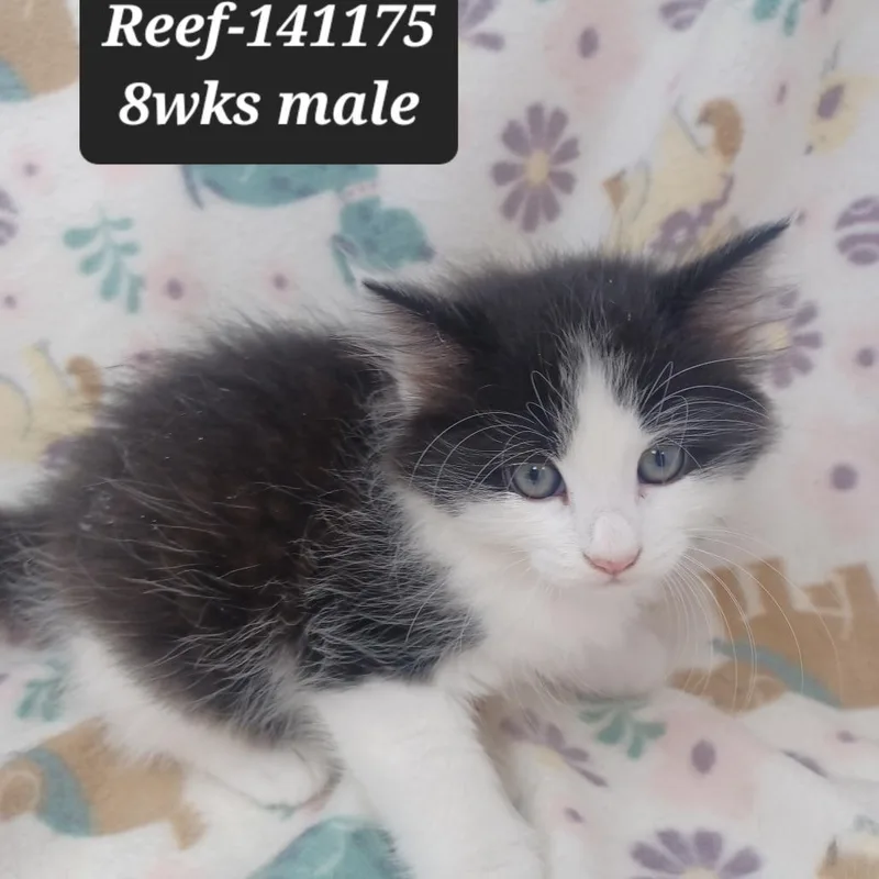 A baby small-sized male Domestic Short Hair cat named Reef for adoption in New Tazewell, TN