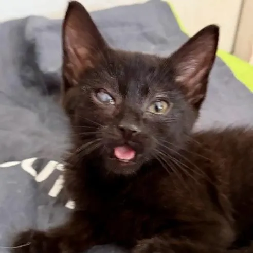 A baby small-sized female Black Domestic Short Hair cat named Diadem for adoption in Evanston, IL