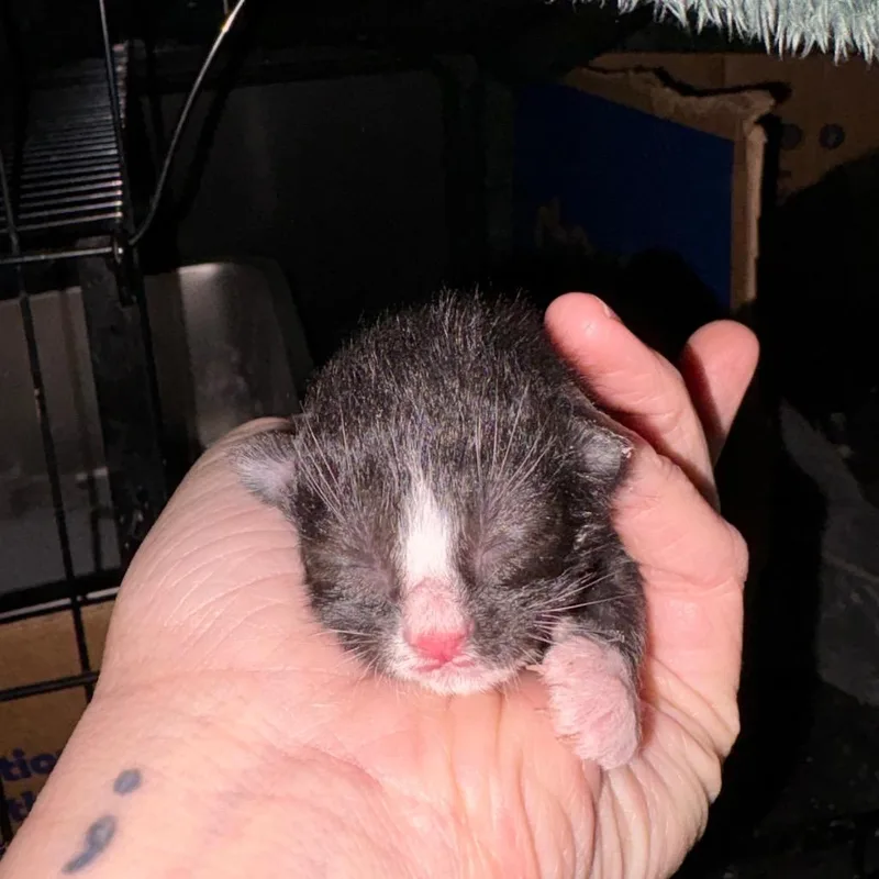 A baby small-sized male Black Domestic Short Hair cat named Meringue for adoption in Lexington, KY