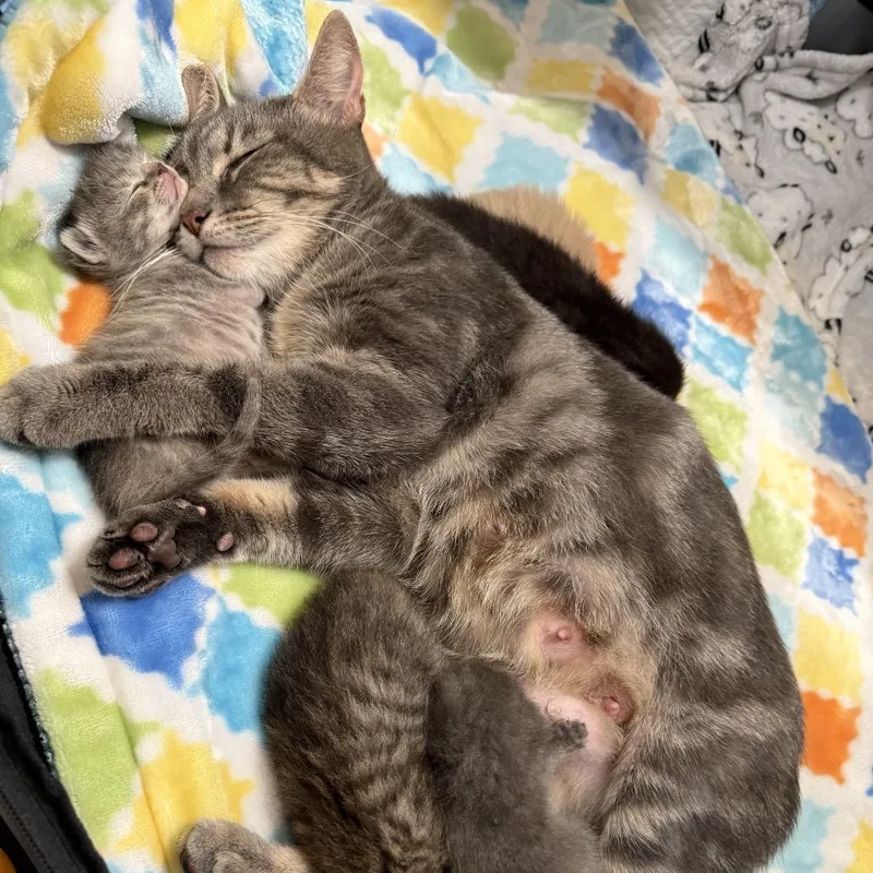 An adult medium-sized female Domestic Short Hair cat named Mrs. Fox for adoption in Mentor, OH