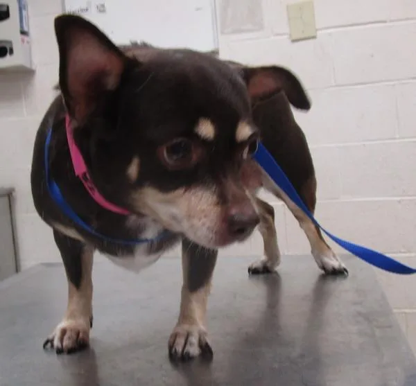 An adult small-sized female Chihuahua dog named Roxi for adoption in Marietta, GA