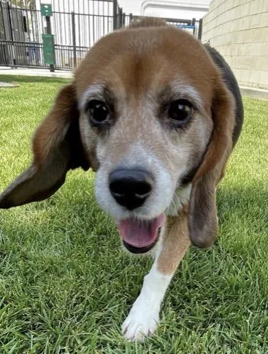An adult small-sized male Beagle dog named Kobe for adoption in Grayslake, IL