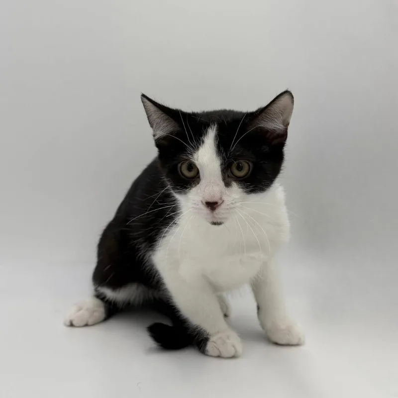 A baby small-sized male Domestic Short Hair cat named Wordle for adoption in State College, PA