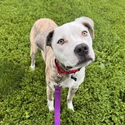 A young medium-sized female Mixed Breed dog named Tulip for adoption in Merriam, KS