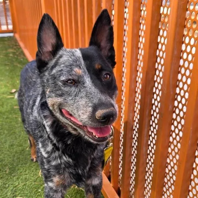 An adult medium-sized male Australian Cattle Dog / Blue Heeler dog named Cobalt for adoption in Las Vegas, NV