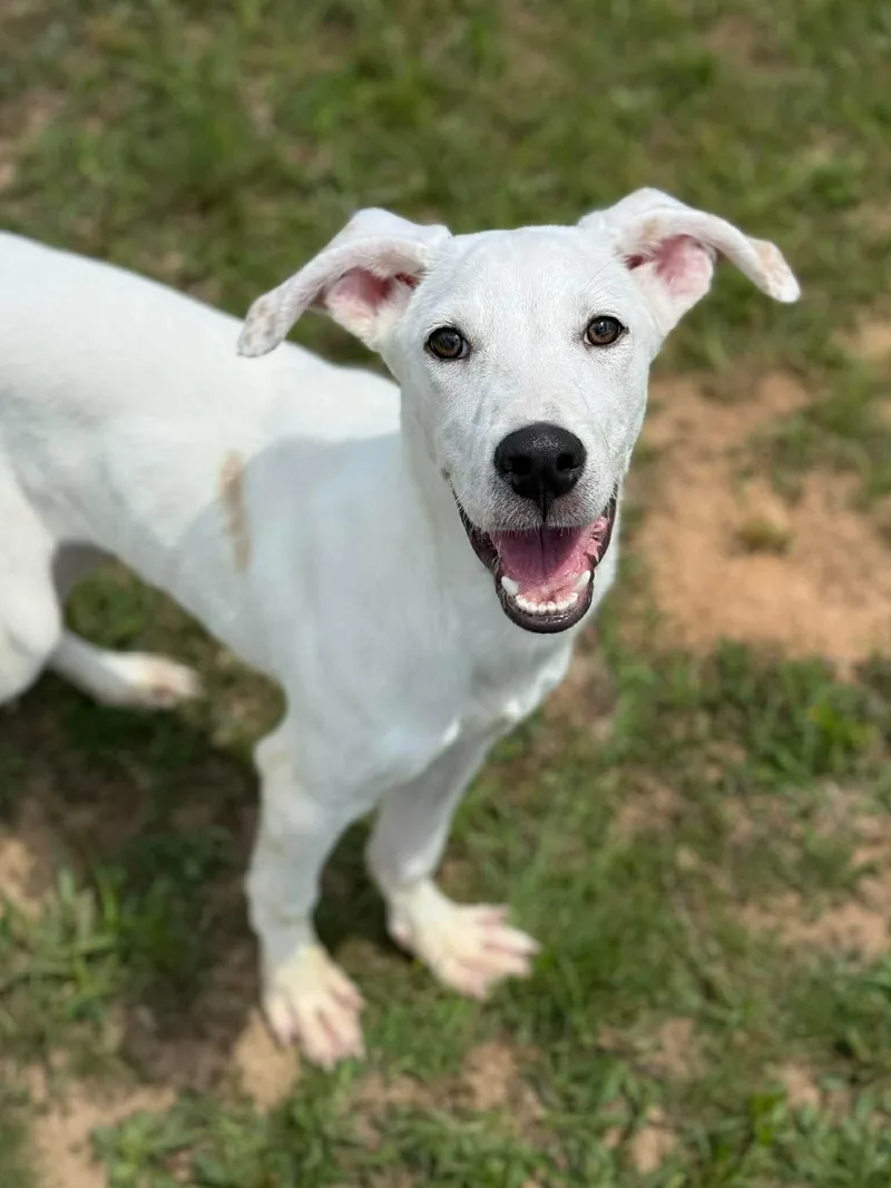 A baby large-sized male Great Dane dog named Jar Jar for adoption in South Saint Paul, MN
