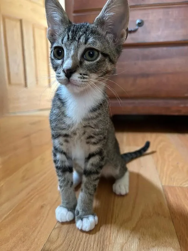 A young medium-sized male Brown / Chocolate Domestic Short Hair cat named Billy for adoption in Fort Collins, CO