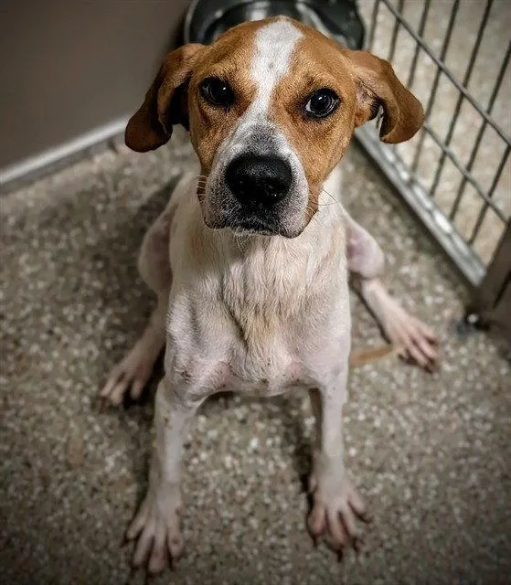 An adult medium-sized female Treeing Walker Coonhound dog named Patty for adoption in Clyde, NC