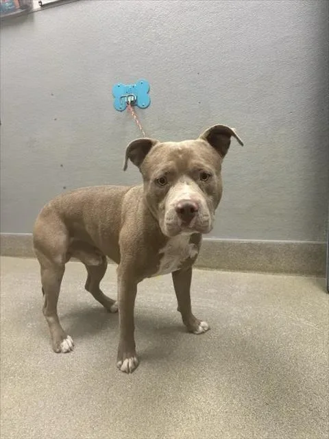An adult large-sized male Pit Bull Terrier dog named Vinny for adoption in Las Vegas, NV