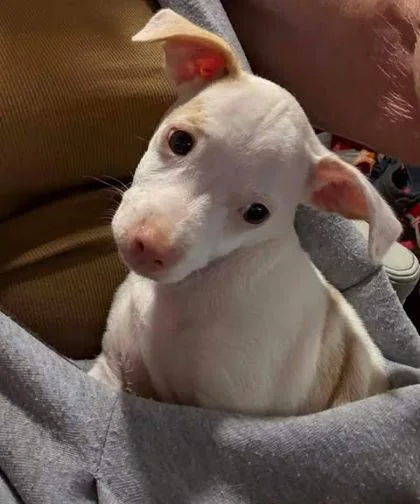 Cujo