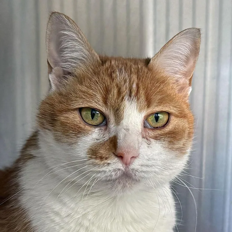 An adult medium-sized female Tabby (Orange / Red) Domestic Short Hair cat named Lucy for adoption in East Falmouth, MA