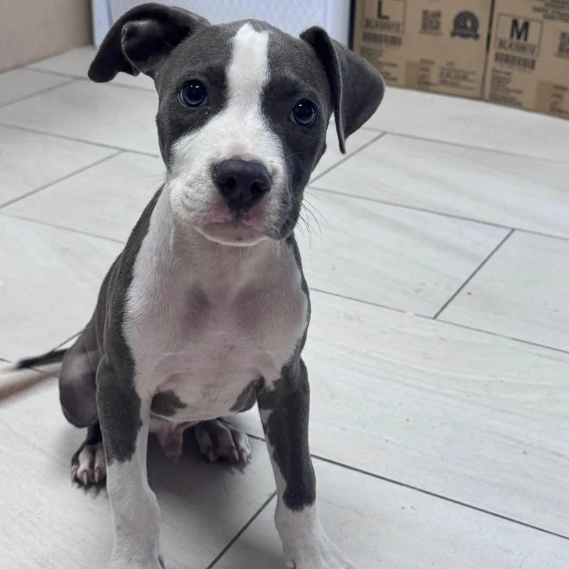 A baby small-sized male Gray / Blue / Silver Pit Bull Terrier dog named Pop for adoption in Lufkin, TX