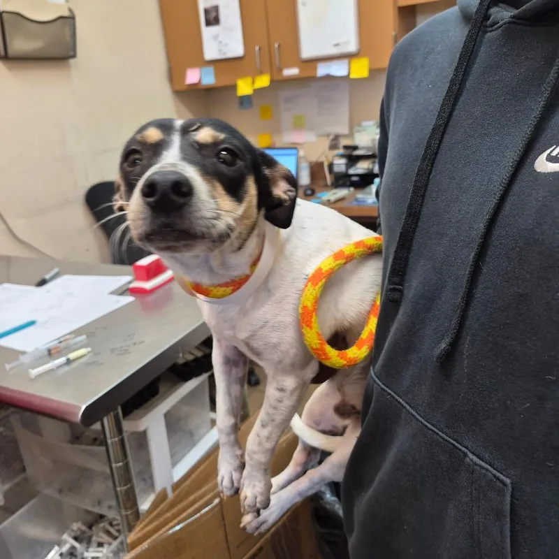 An adult small-sized male Terrier dog named Jerome for adoption in Birmingham, AL