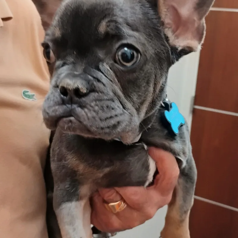 A baby small-sized male French Bulldog dog named Marcel for adoption in Los Angeles, CA