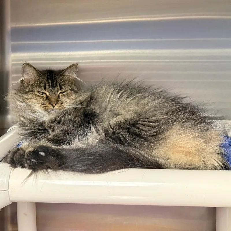 A young small-sized female Domestic Short Hair cat named Scarlett for adoption in Waynesburg, PA