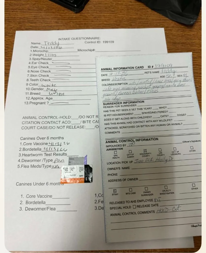 An adult small-sized male Maltese dog named Teddy for adoption in Albany, GA