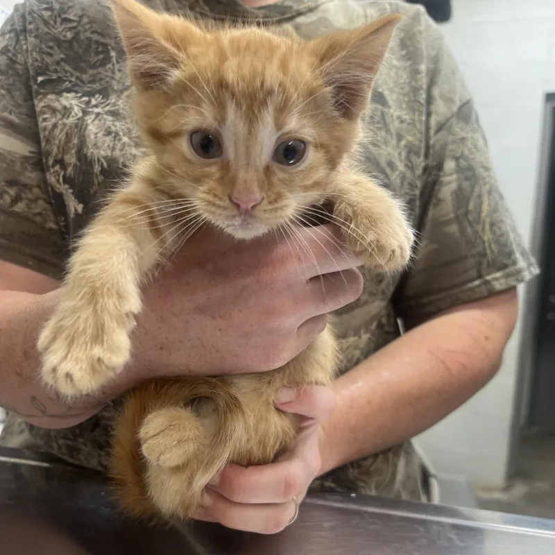 A baby small-sized male Orange / Red Domestic Medium Hair cat named Char for adoption in Clanton, AL