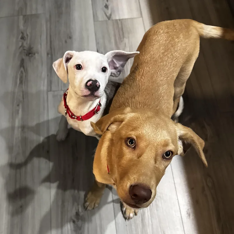 A baby medium-sized male Pit Bull Terrier dog named Early for adoption in Pembroke, MA