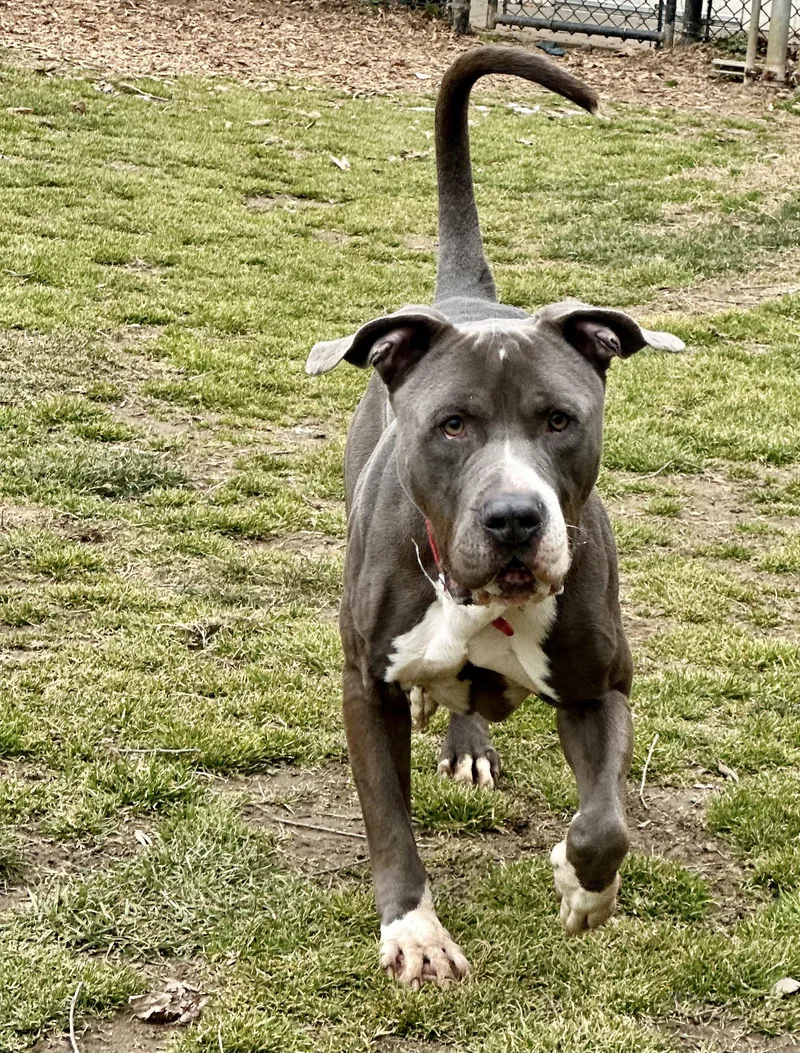 An adult large-sized male Gray / Blue / Silver Pit Bull Terrier dog named Shadow for adoption in Yonkers, NY