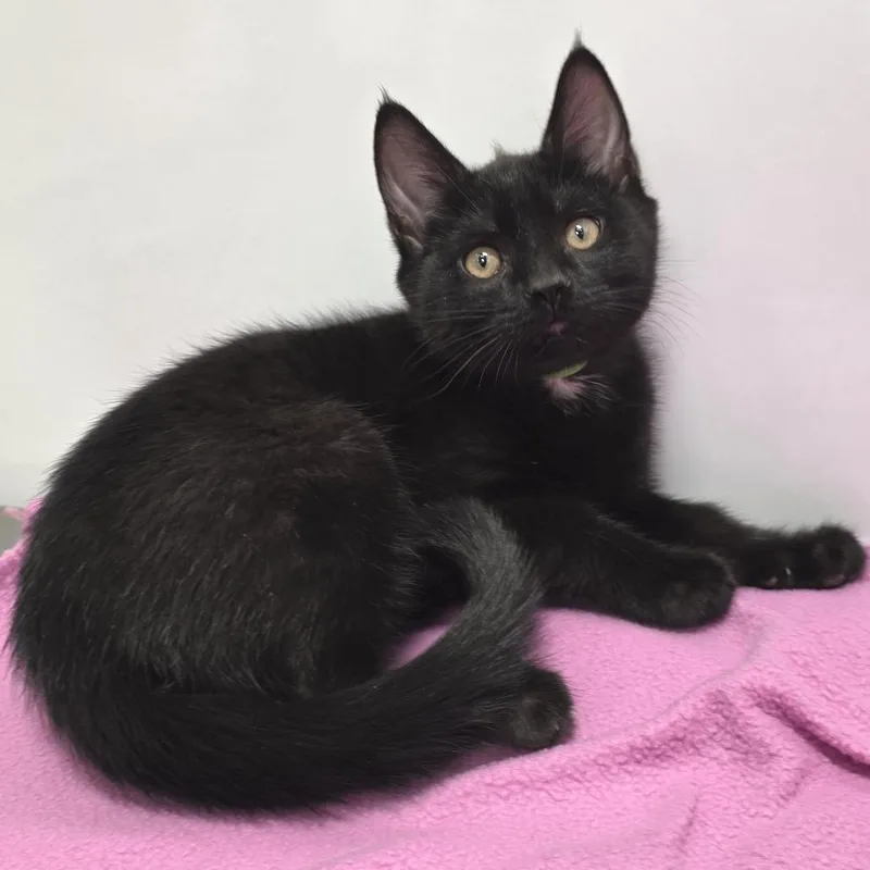 A baby small-sized male Black Domestic Short Hair cat named Blynken for adoption in Fort Wayne, IN