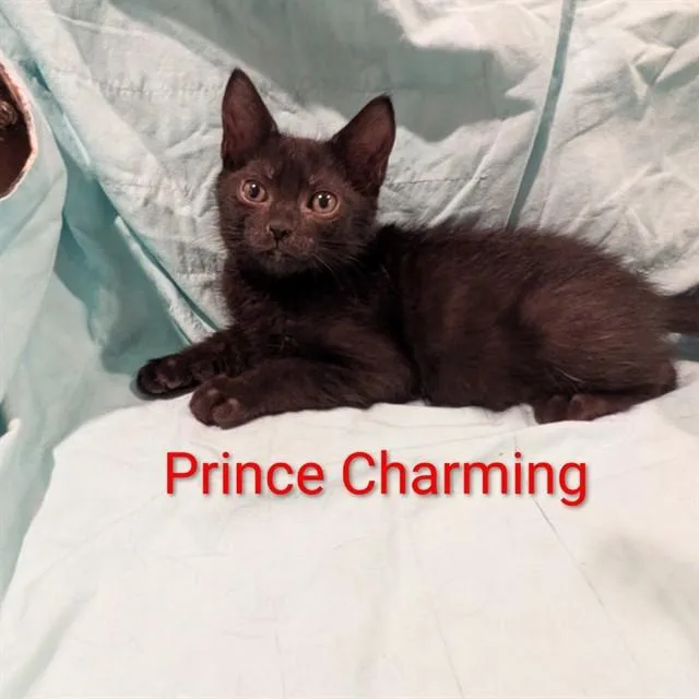 A baby small-sized male Domestic Short Hair cat named Prince Charming for adoption in Auburn, CA