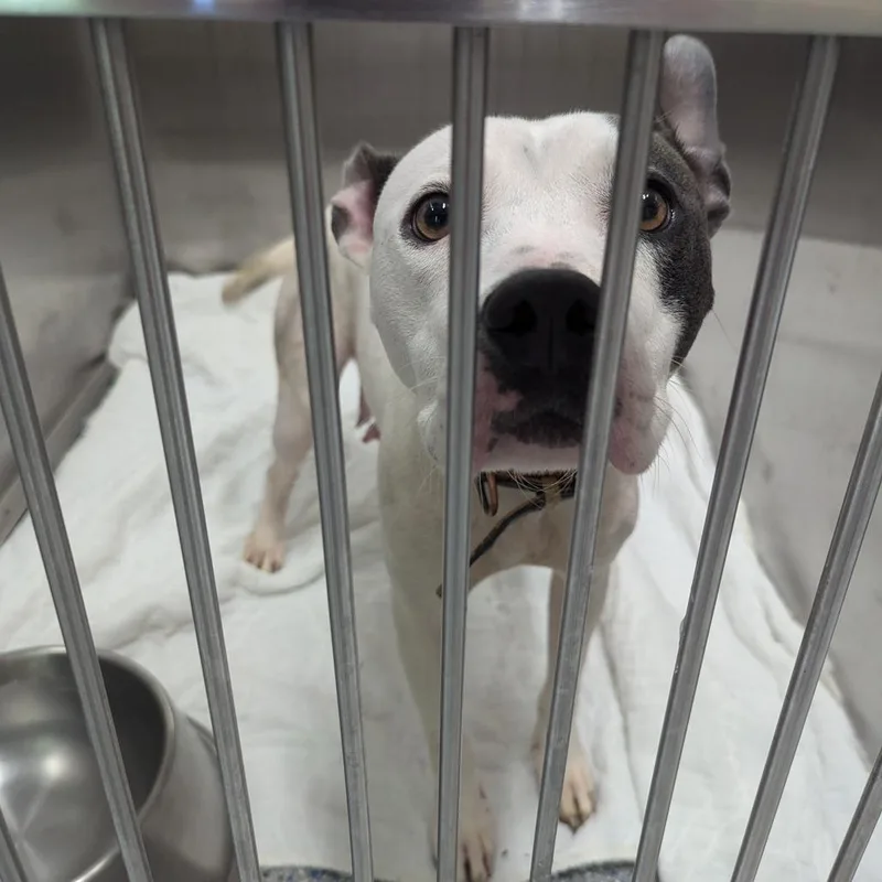 An adult medium-sized female White / Cream Pit Bull Terrier dog named Monster Mash for adoption in Charlottesville, VA