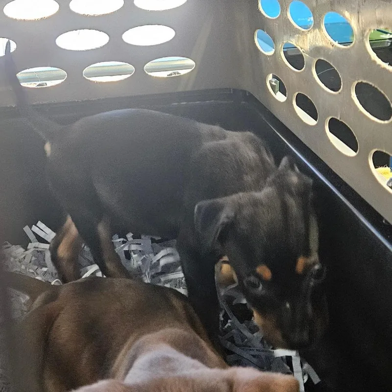 French Fry thumbnail 2