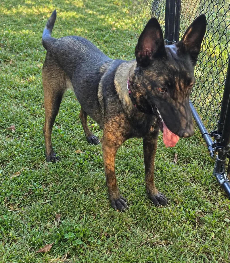 A young medium-sized female Belgian Shepherd / Malinois dog named Gypsy for adoption in Lockhart, TX