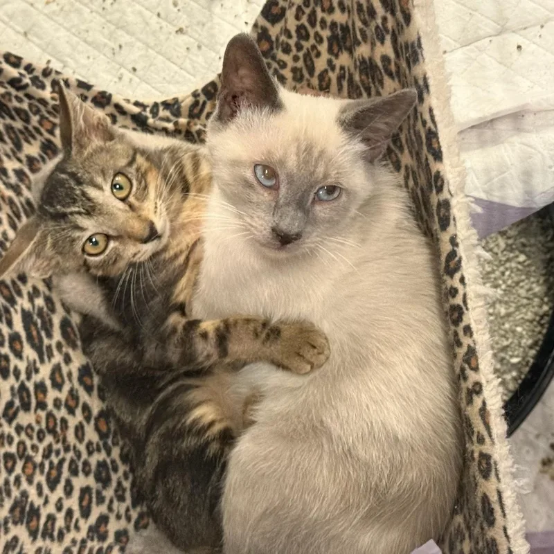 Sprout & Splash BONDED