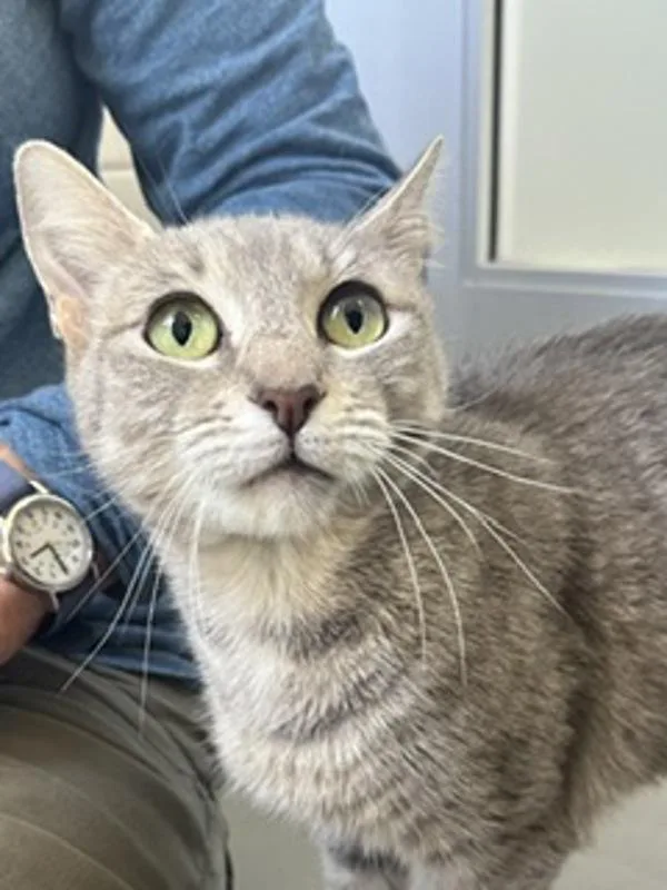 An adult small-sized female Domestic Short Hair cat named Ava for adoption in Healdsburg, CA
