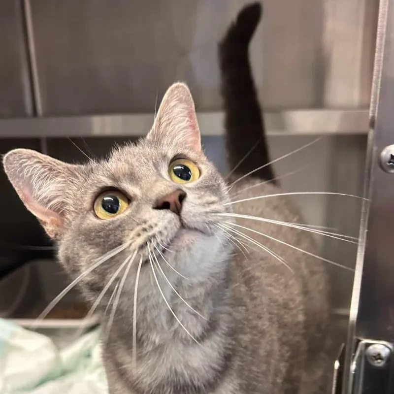 An adult large-sized female Domestic Short Hair cat named Jae for adoption in Chapel Hill, NC