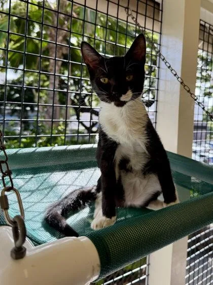 A baby small-sized male Domestic Short Hair cat named Rex for adoption in Honolulu, HI