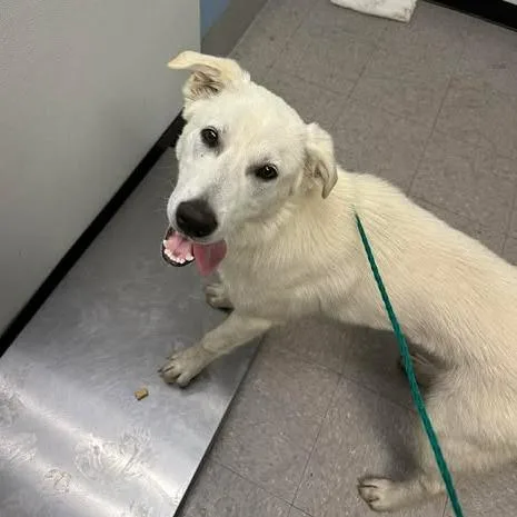 A young medium-sized male White / Cream Shepherd dog named Moosie for adoption in Austin, TX