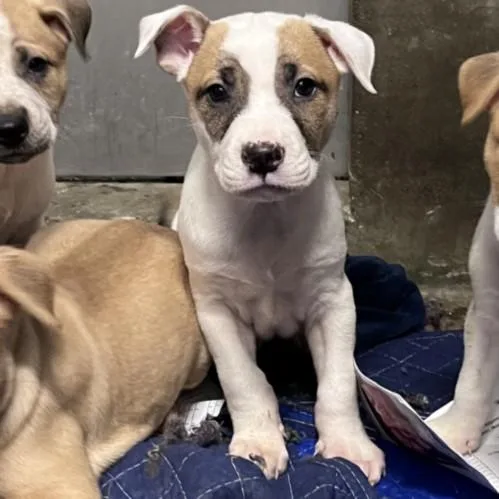 A baby small-sized male American Staffordshire Terrier dog named Fonzie for adoption in Los Angeles, CA