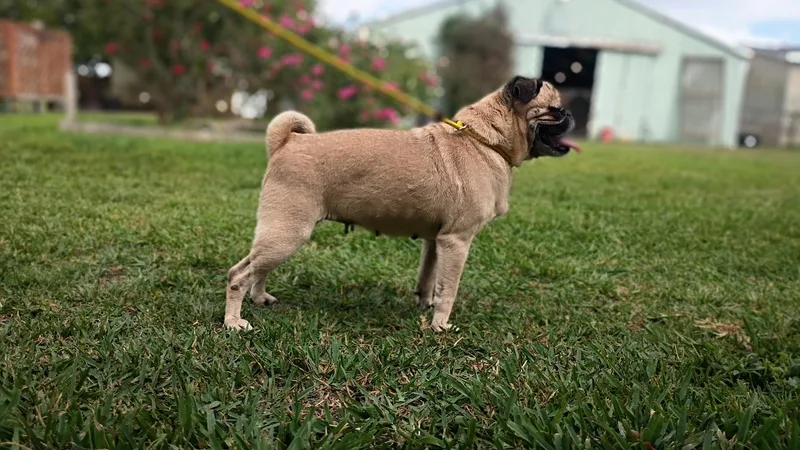 Meet Peggy— Your Perfect thumbnail 2