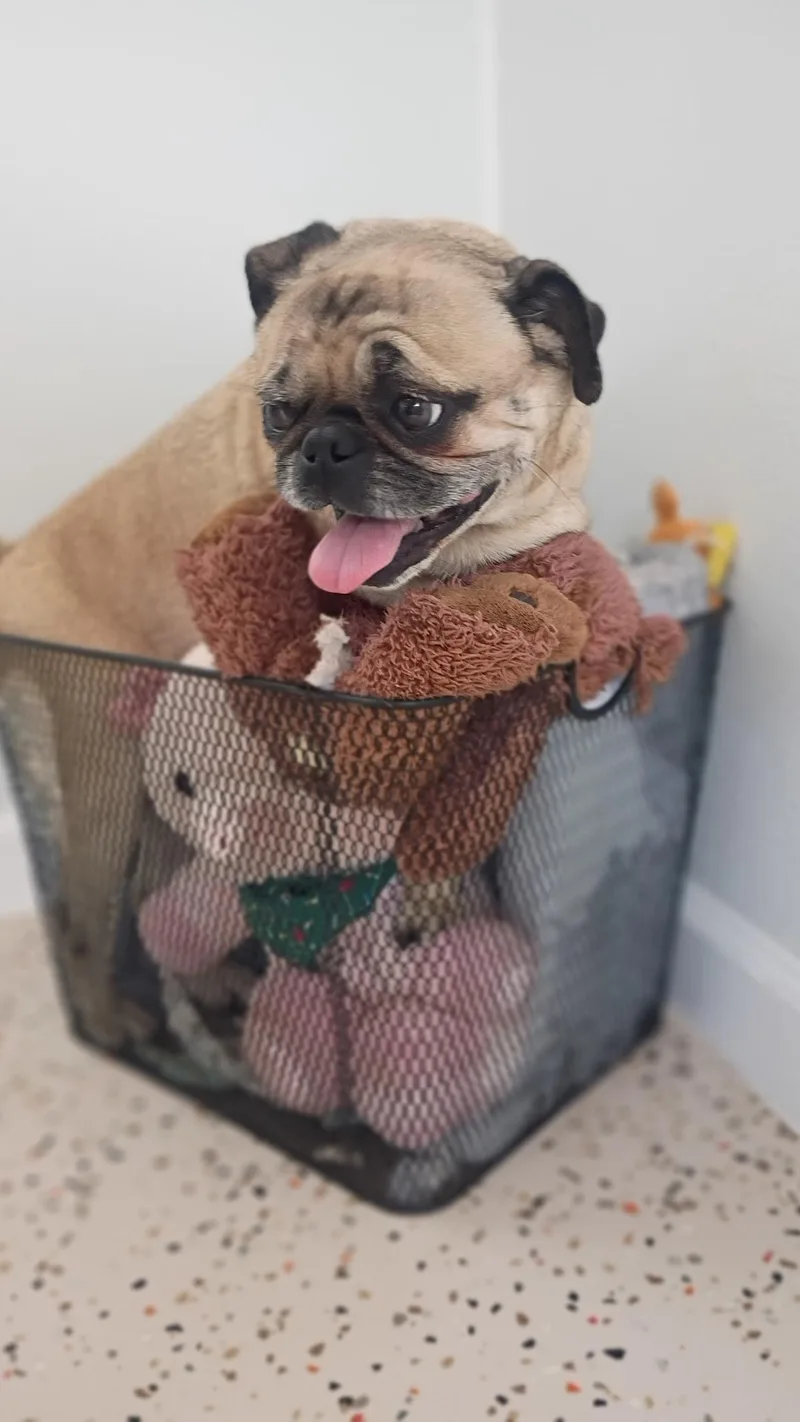 Meet Peggy— Your Perfect thumbnail 3