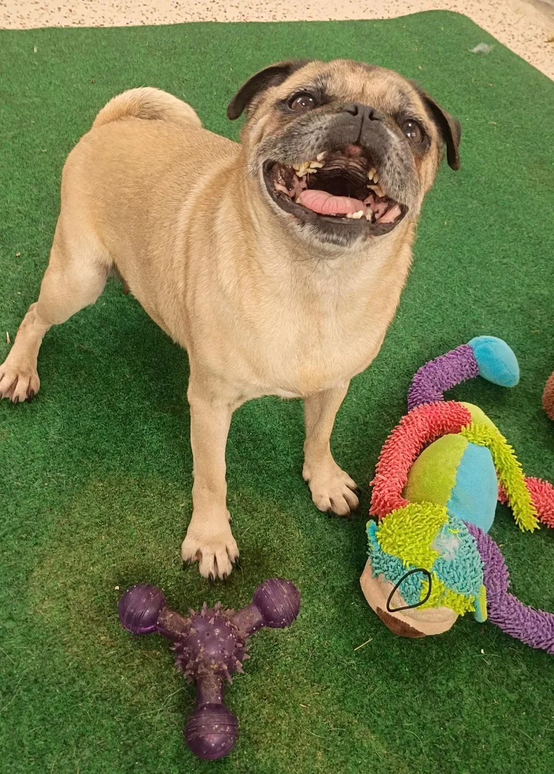 Meet Peggy— Your Perfect thumbnail 4