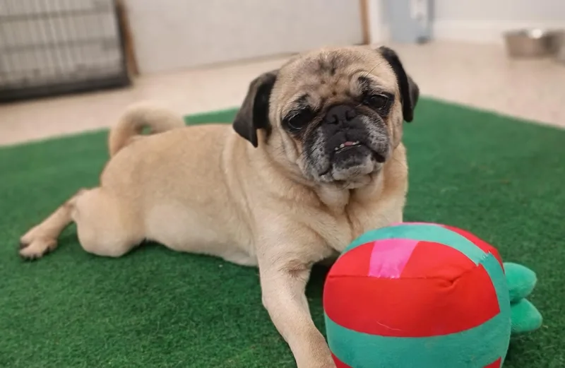 Meet Peggy— Your Perfect thumbnail 5