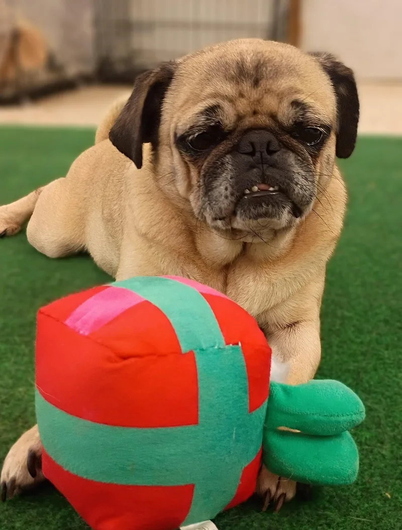 Meet Peggy— Your Perfect thumbnail 6