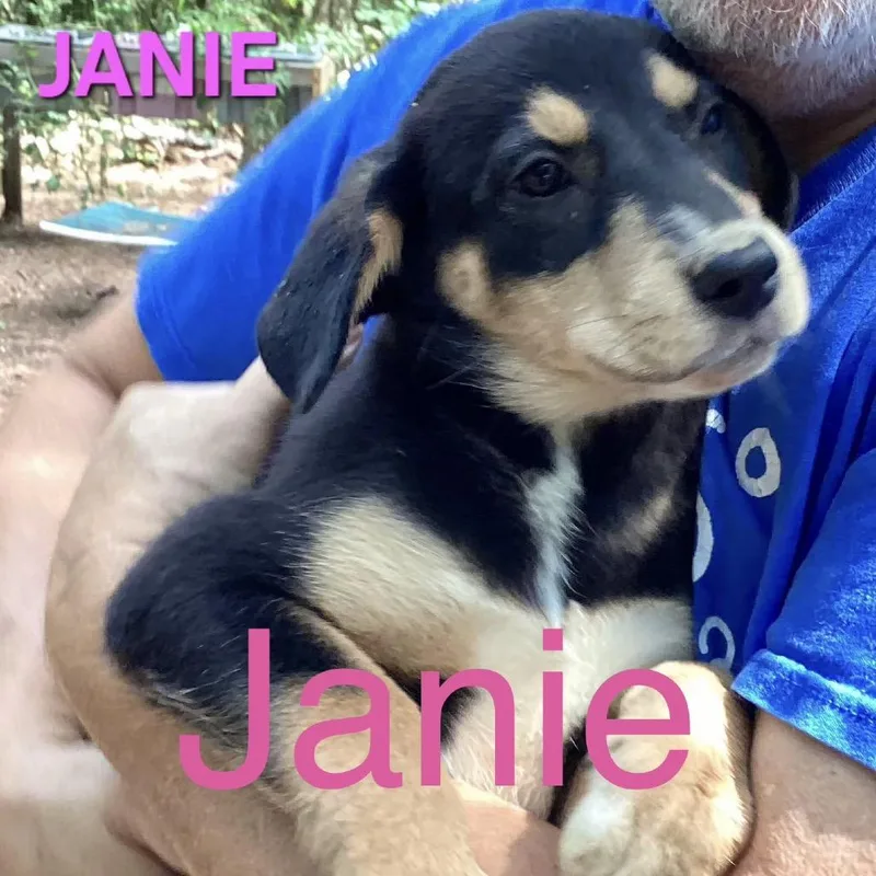 A baby large-sized female Black Mixed Breed dog named NY Janie Avail Aug for adoption in Eastford, CT