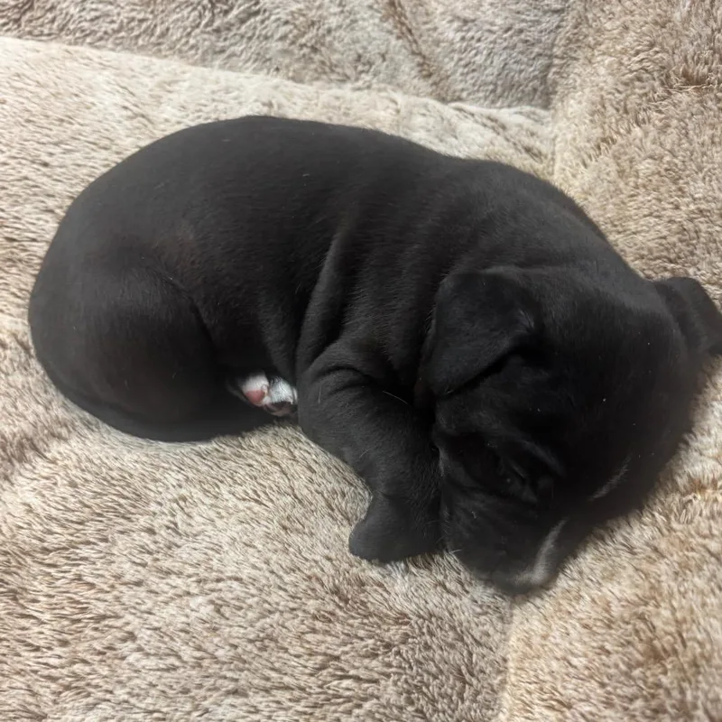 A baby small-sized male Black Pit Bull Terrier dog named Oreo for adoption in Austin, TX