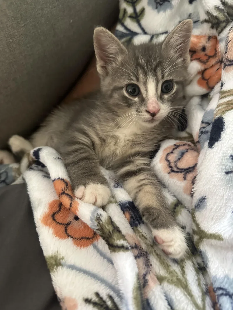 A baby small-sized male Tabby (Gray / Blue / Silver) American Shorthair cat named Greaseball for adoption in Wadsworth, IL