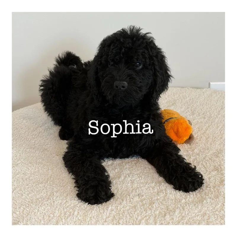 A baby small-sized female Black Golden Retriever dog named Sophia for adoption in Duck River, TN
