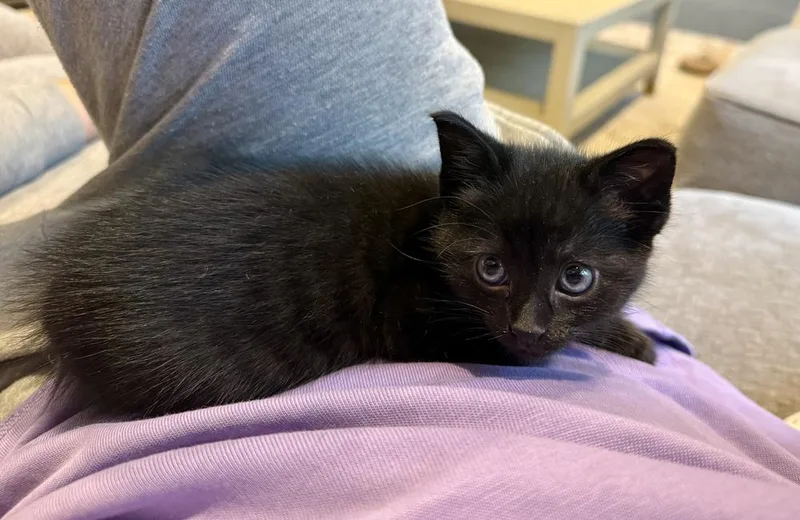 A baby small-sized male Black Domestic Short Hair cat named Pancake for adoption in Ferndale, MI