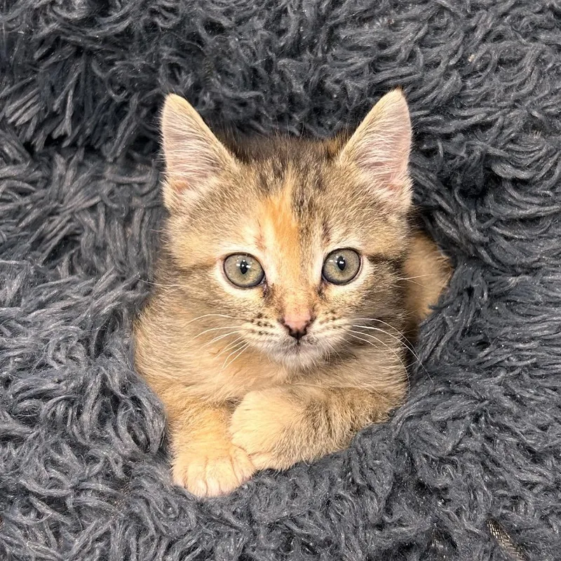 A baby small-sized female Tortoiseshell Domestic Short Hair cat named Dolly Pawton for adoption in Abilene, TX