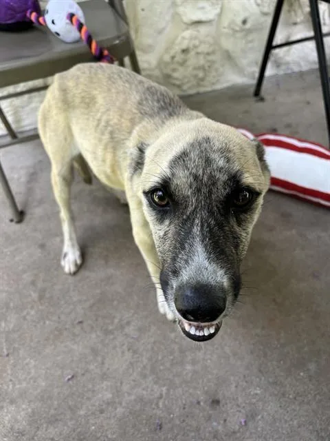 A young small-sized female German Shepherd Dog dog named Vanilla for adoption in Sugar Land, TX
