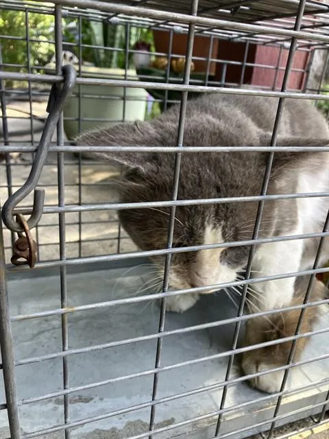 An adult small-sized male Domestic Short Hair cat named Zorro for adoption in Dallas, TX